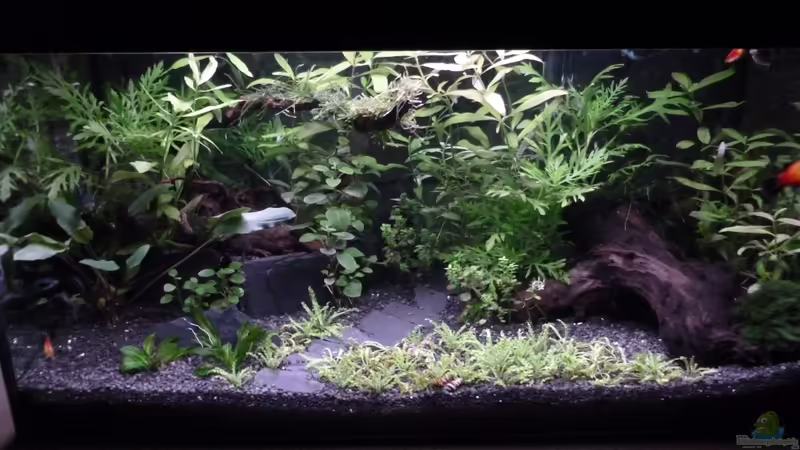 Aquarium Becken 26559 von AquaNRW (8)