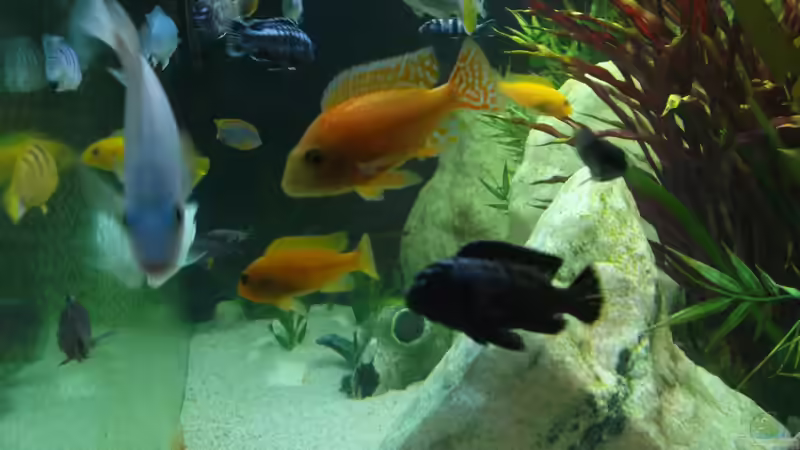 Aquarium Becken 26600 von Waldemar Oswald (10)