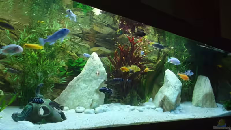 Aquarium Becken 26600 von Waldemar Oswald (11)