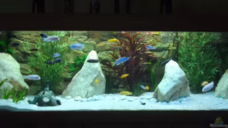 Aquarium Becken 26600 von Waldemar Oswald (15)