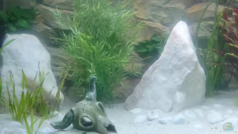 Aquarium Becken 26600 von Waldemar Oswald (7)