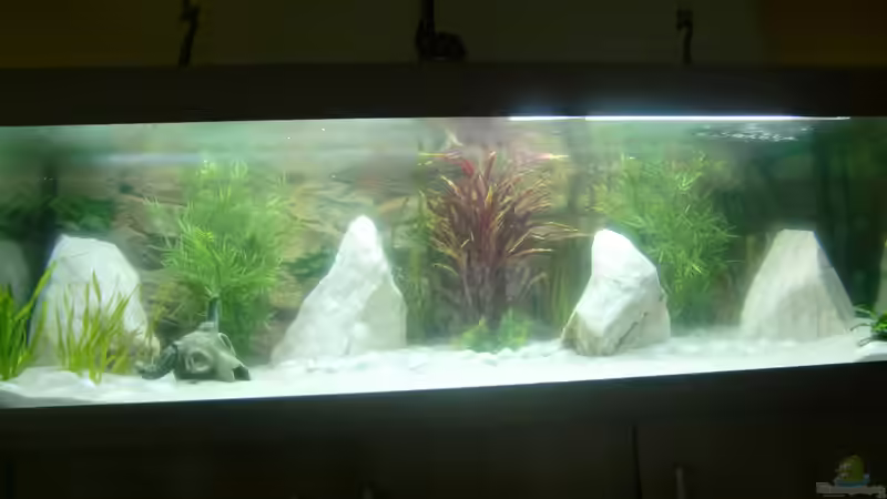 Aquarium Becken 26600 von Waldemar Oswald (8)