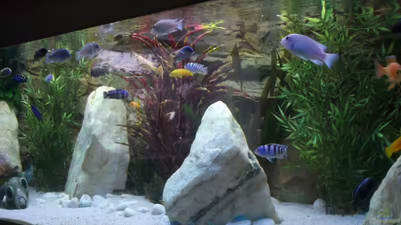 Aquarium Becken 26600 von Waldemar Oswald (9)