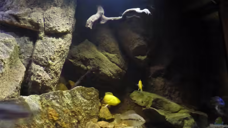 Aquarium Becken 26661 aufgelöst von namaycushfreak (10)