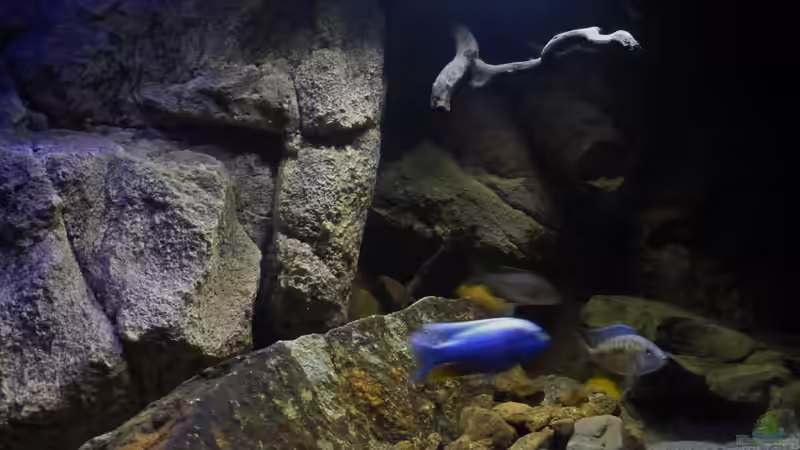 Aquarium Becken 26661 aufgelöst von namaycushfreak (11)