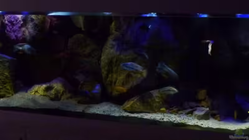 Aquarium Becken 26661 aufgelöst von namaycushfreak (2)
