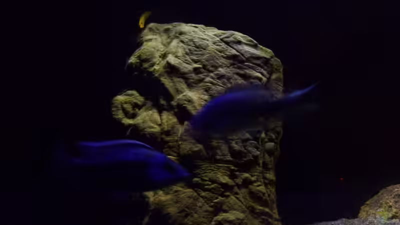 Aquarium Becken 26661 aufgelöst von namaycushfreak (4)