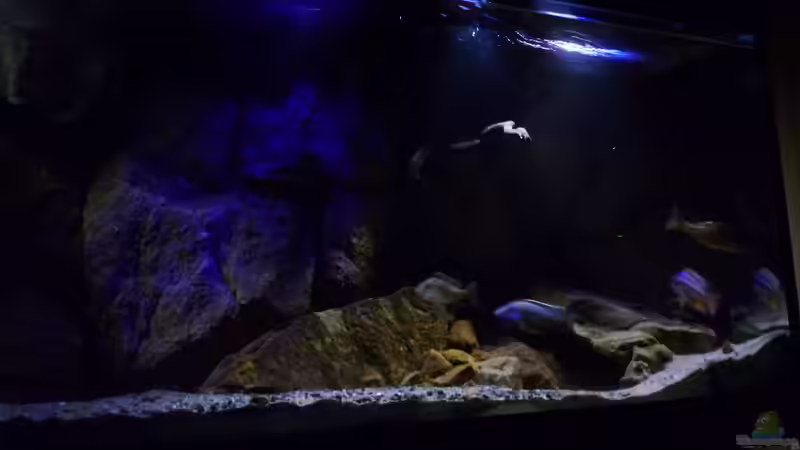 Aquarium Becken 26661 aufgelöst von namaycushfreak (6)