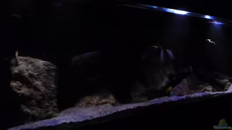 Aquarium Becken 26661 aufgelöst von namaycushfreak (8)