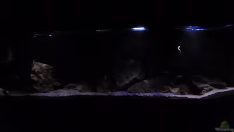 Aquarium Becken 26661 aufgelöst von namaycushfreak (9)