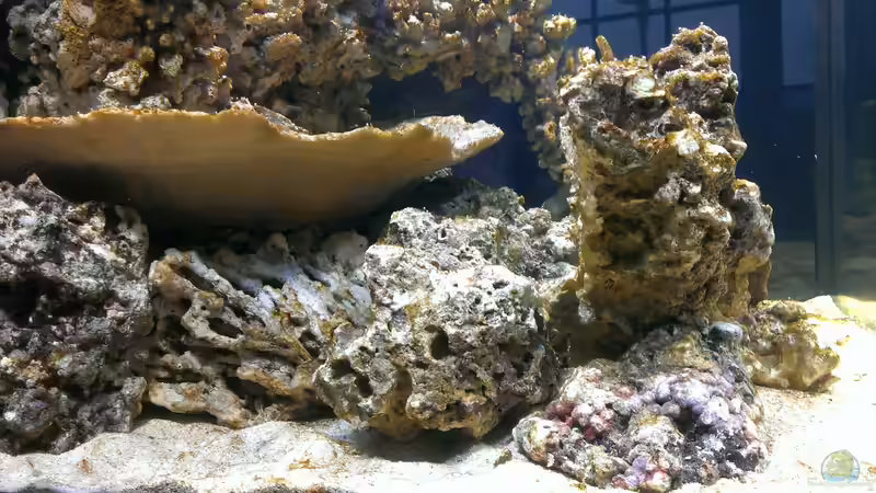 Aquarium Becken 26778 von Stefan Eckers (5)