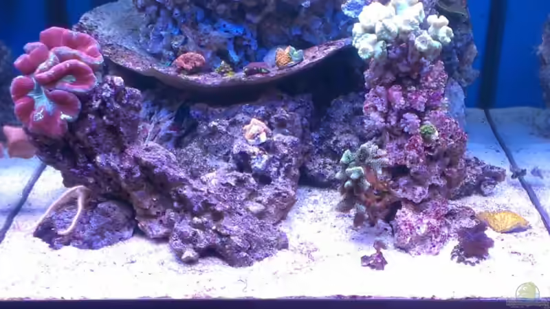 Aquarium Becken 26778 von Stefan Eckers (6)