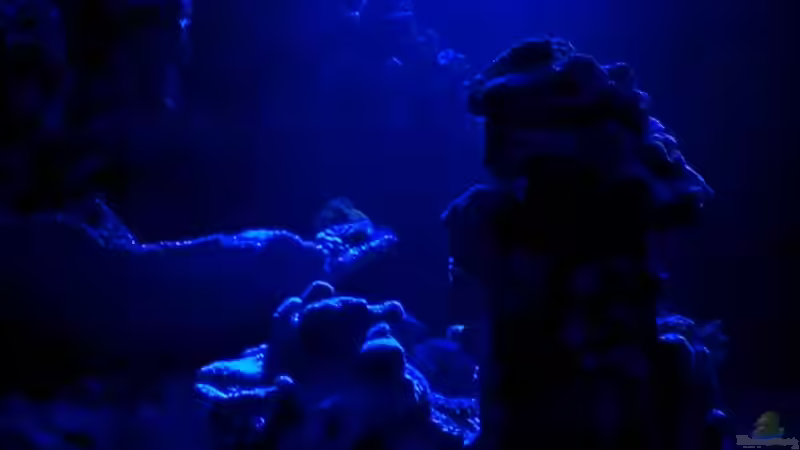 Aquarium Becken 26778 von Stefan Eckers (8)