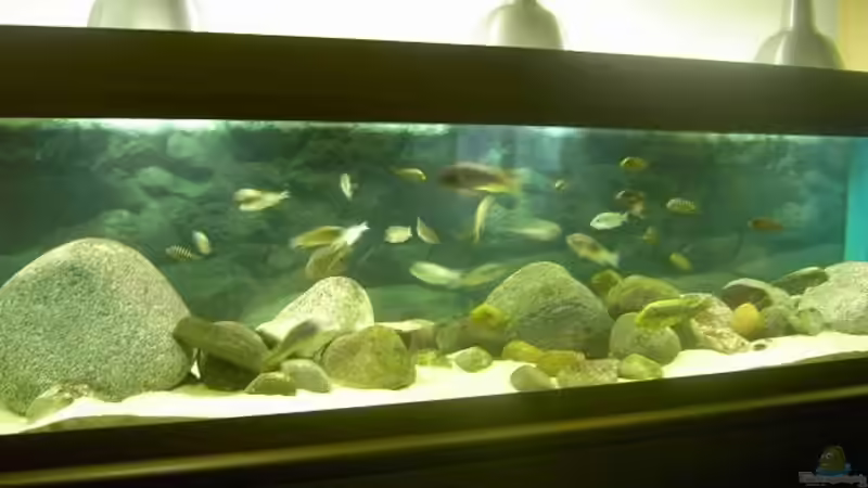 Aquarium Becken 2682 von Enrico Pinkert (3)