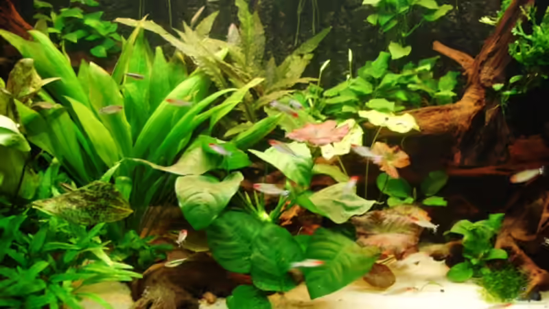 Aquarium Becken 269 von Katja Knoll (3)