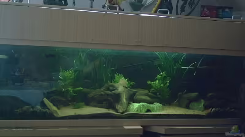 Aquarium Becken 2699 von Thomas Schröder (2)