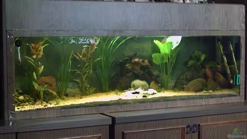 Aquarium Becken 2699 von Thomas Schröder (3)