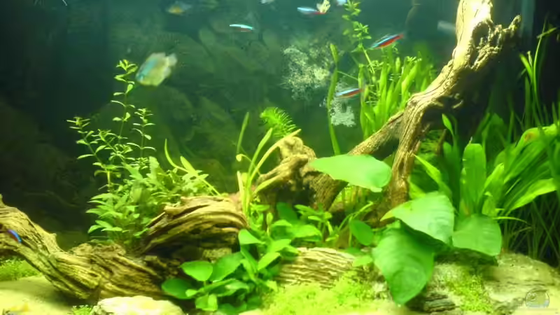 Aquarium Becken 2707 von Mischa Vos (2)