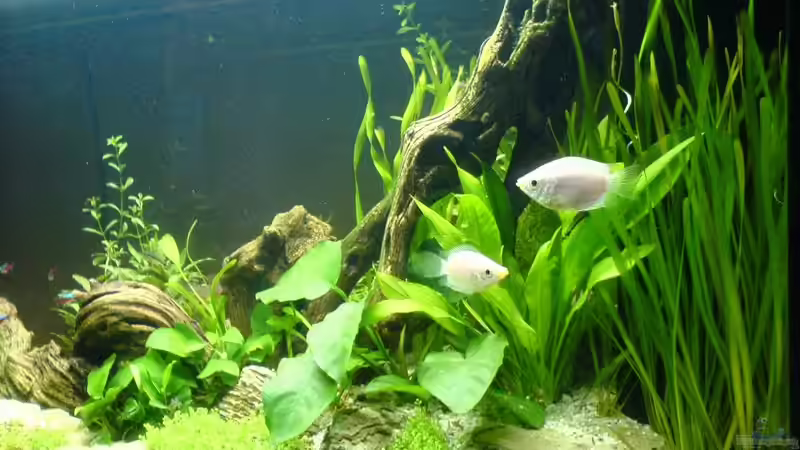 Aquarium Becken 2707 von Mischa Vos (6)