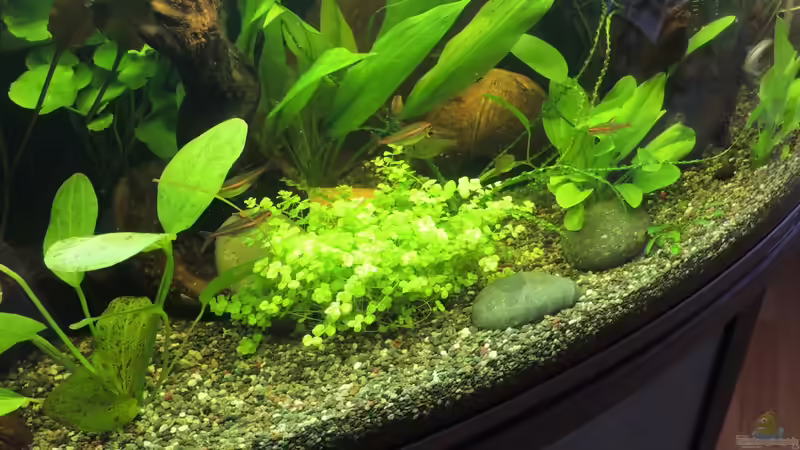 Aquarium Becken 27133 von Kathrin77 (13)