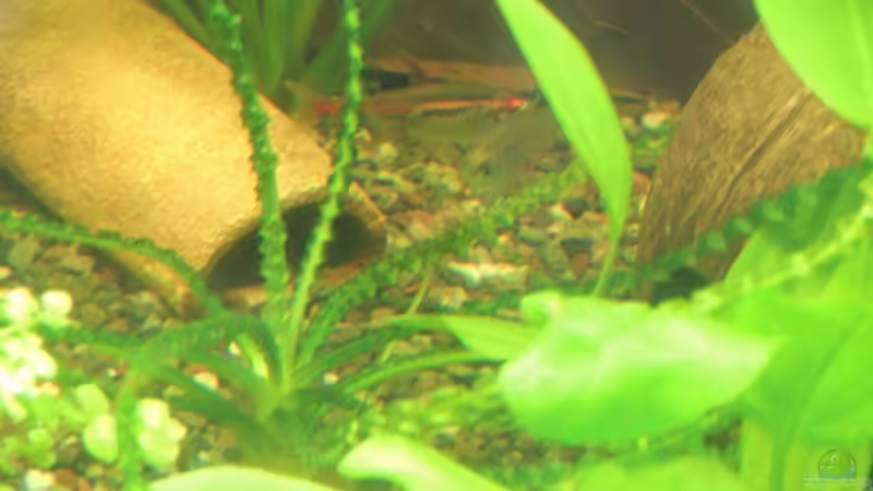 Aquarium Becken 27133 von Kathrin77 (14)