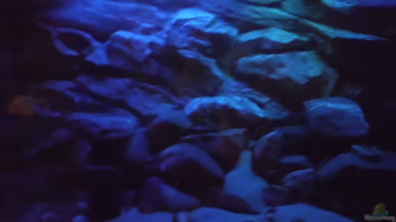 Aquarium Becken 27195 von Angelheart (7)