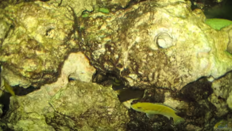 Aquarium Becken 2725 von Timo Pösl (2)