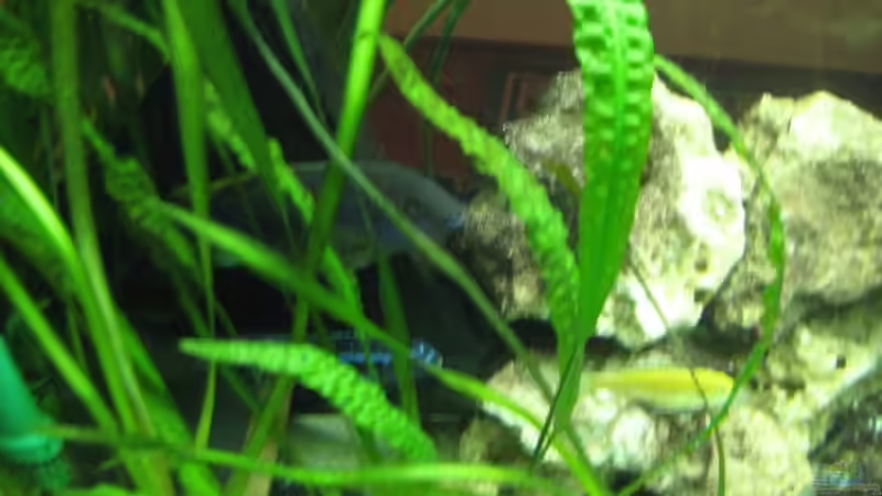 Aquarium Becken 2725 von Timo Pösl (4)