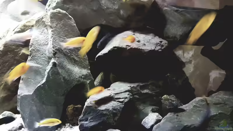 Aquarium Becken 27266 von Thomas0902 (6)