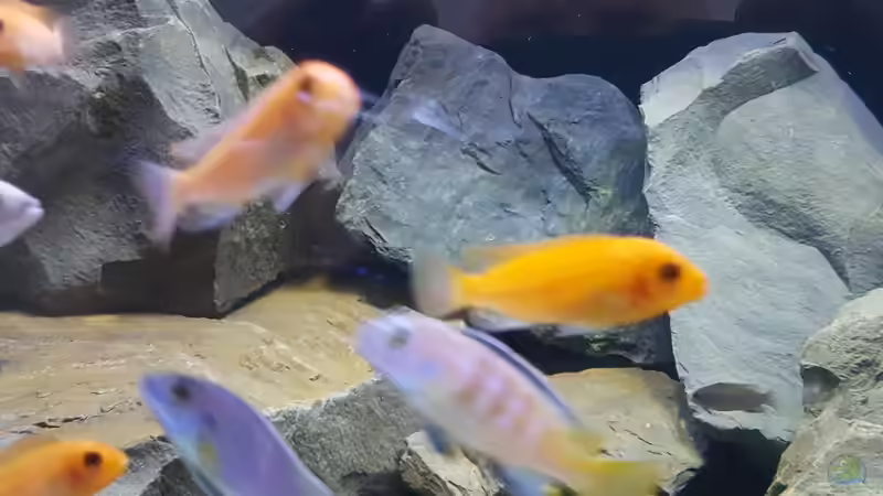 Aquarium Becken 27266 von Thomas0902 (8)