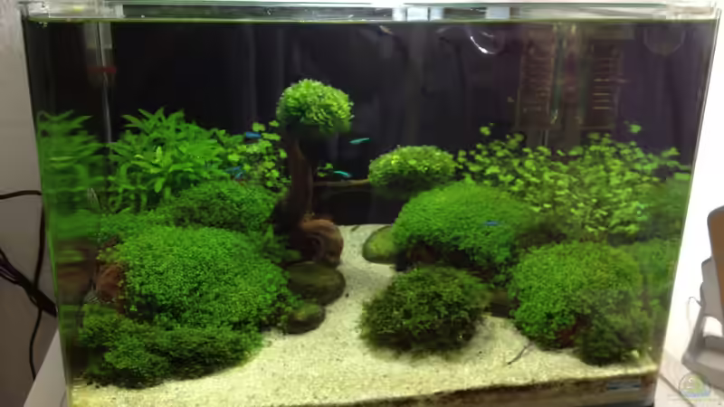 Aquarium Becken 27280 von Apistofan (2)