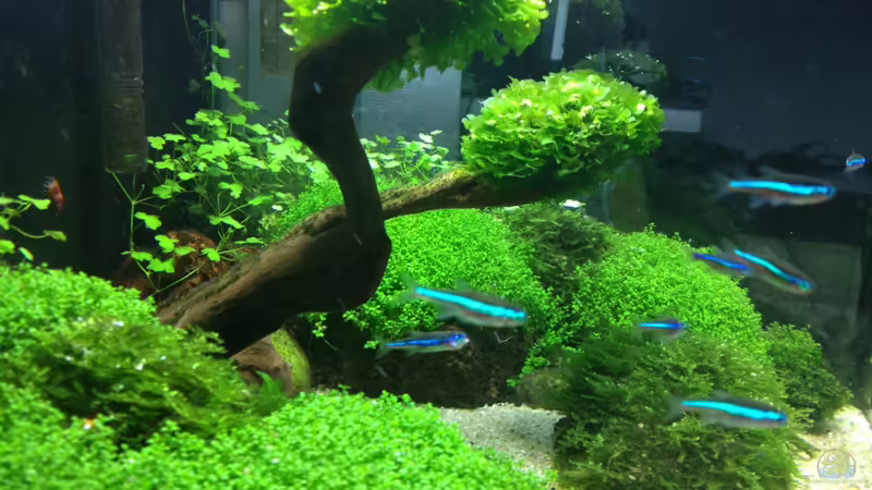 Aquarium Becken 27280 von Apistofan (3)