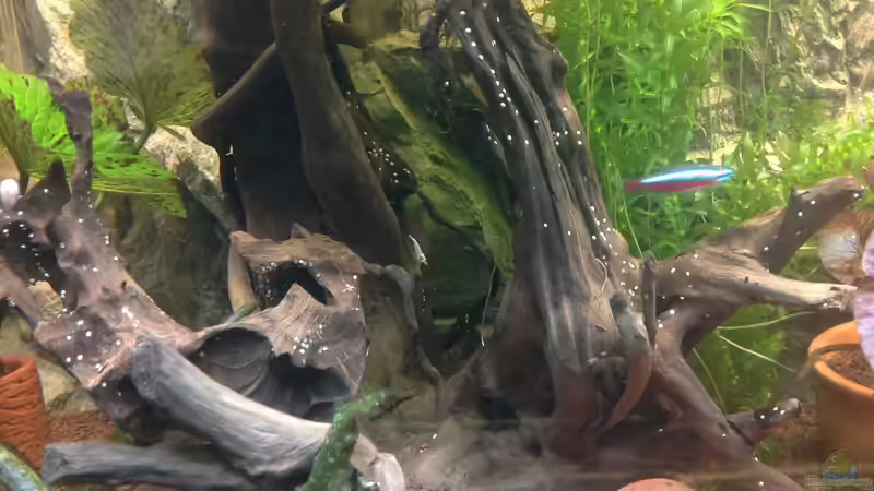 Aquarium Becken 27368 von Svenja Zeidler (6)