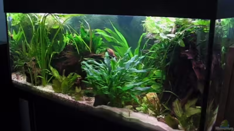 Aquarium Becken 2739 von Andrea&Andreas Wielpütz (5)