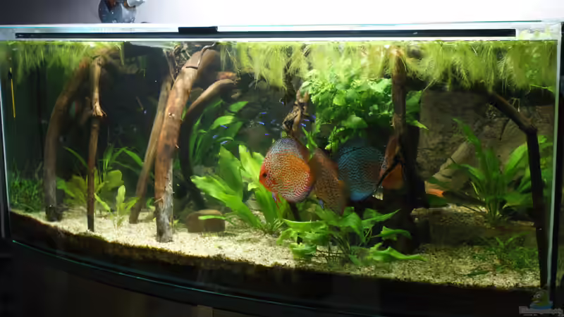 Aquarium Becken 27455 (nur noch als Beispiel) von Oliver Boden (13)