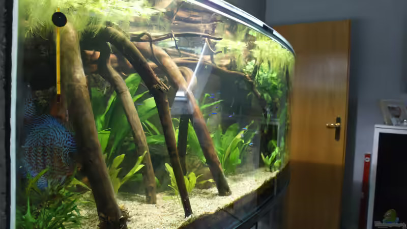 Aquarium Becken 27455 (nur noch als Beispiel) von Oliver Boden (14)