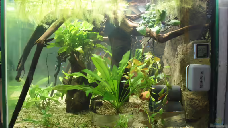 Aquarium Becken 27455 (nur noch als Beispiel) von Oliver Boden (15)