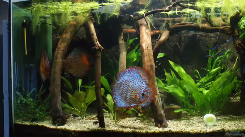 Aquarium Becken 27455 (nur noch als Beispiel) von Oliver Boden (16)