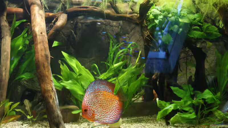 Aquarium Becken 27455 (nur noch als Beispiel) von Oliver Boden (18)