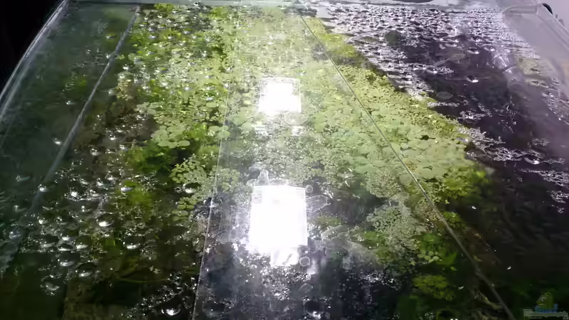 Aquarium Becken 27455 (nur noch als Beispiel) von Oliver Boden (2)