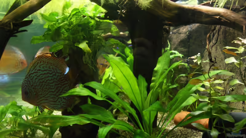 Aquarium Becken 27455 (nur noch als Beispiel) von Oliver Boden (20)