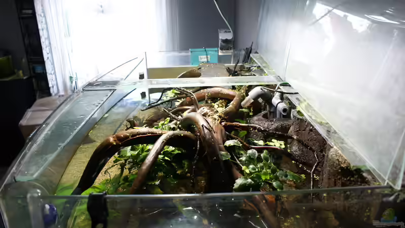 Aquarium Becken 27455 (nur noch als Beispiel) von Oliver Boden (22)