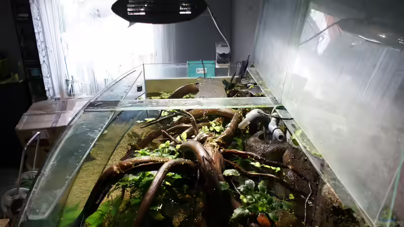 Aquarium Becken 27455 (nur noch als Beispiel) von Oliver Boden (23)