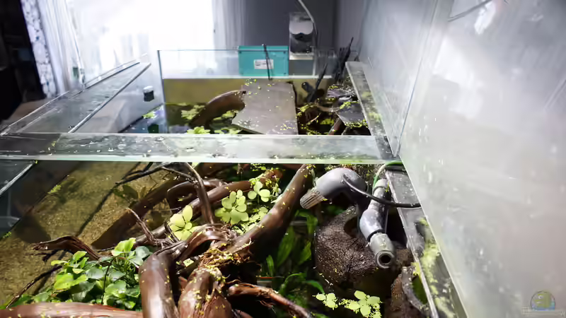 Aquarium Becken 27455 (nur noch als Beispiel) von Oliver Boden (24)