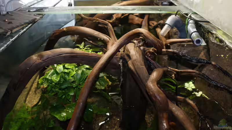 Aquarium Becken 27455 (nur noch als Beispiel) von Oliver Boden (25)