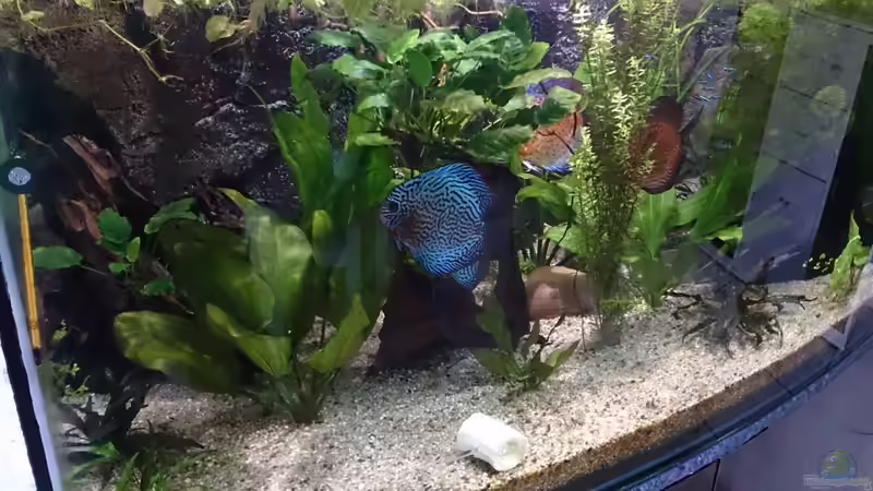 Aquarium Becken 27455 (nur noch als Beispiel) von Oliver Boden (3)