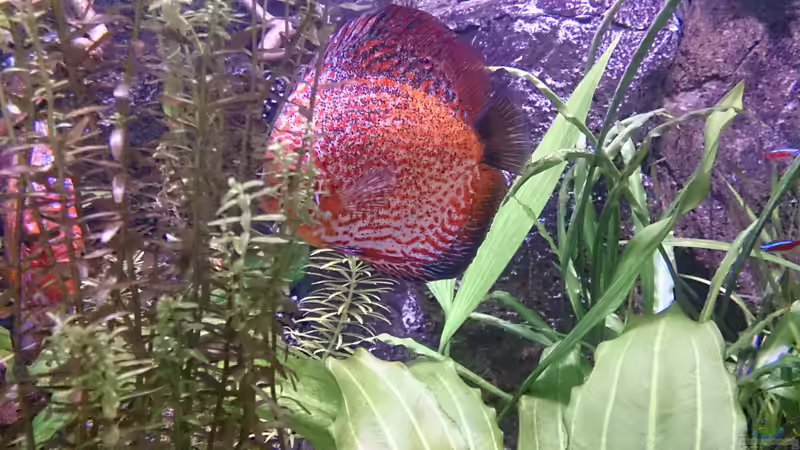 Aquarium Becken 27455 (nur noch als Beispiel) von Oliver Boden (4)