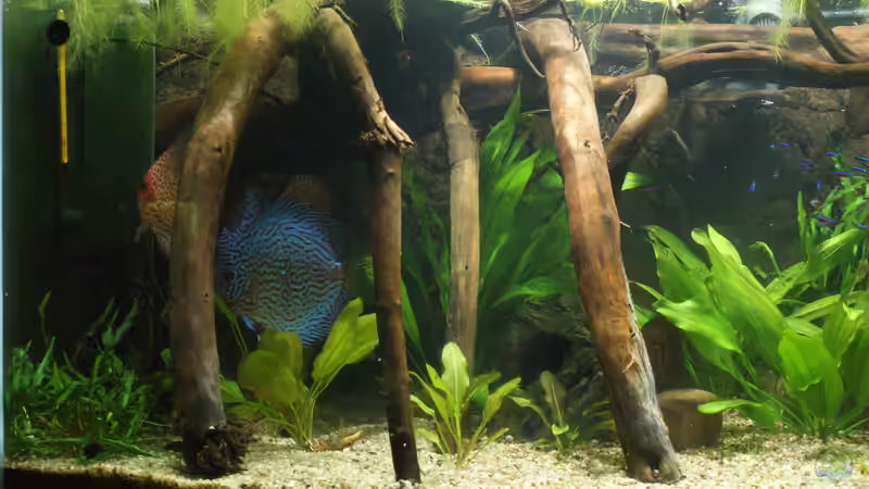 Aquarium Becken 27455 (nur noch als Beispiel) von Oliver Boden (5)