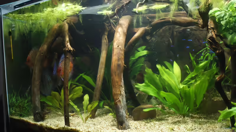 Aquarium Becken 27455 (nur noch als Beispiel) von Oliver Boden (6)