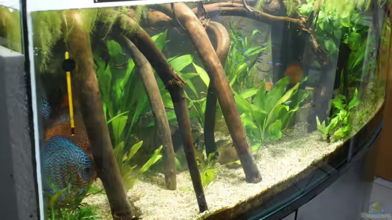 Aquarium Becken 27455 (nur noch als Beispiel) von Oliver Boden (9)